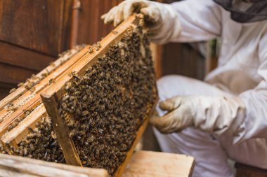Male beekeeper doing an inspection, opening the beehive, checking brood and honey, side view. Concept of maintenance of bee colony.