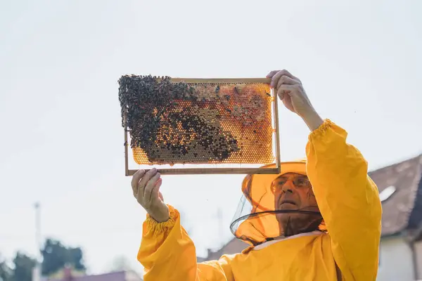 Imker Betrachten Bewegliche Bienenstockrahmen Inspizieren Gesundheit Und Größe Der Völker — Stockfoto