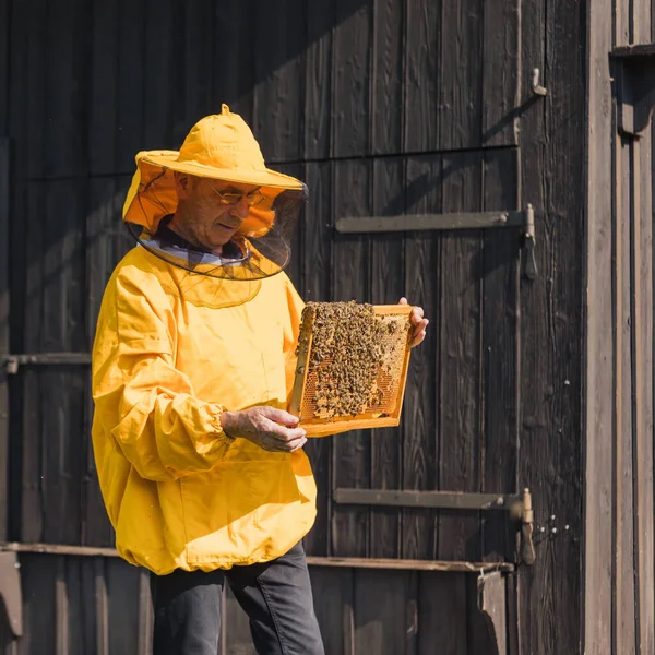 Beekeeper viewing movable bee hive frame, inspecting colony health and size. Concept of honey farmer and apiarist work.