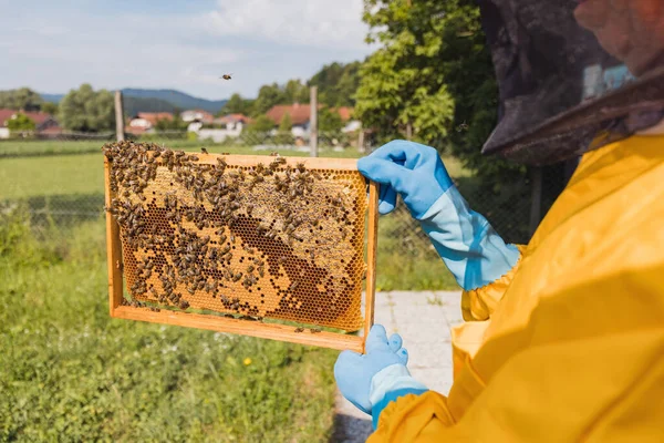 Imker Gelber Schutzausrüstung Hält Bienenstockrahmen Mit Wabe Zeigt Verdeckelten Honig — Stockfoto