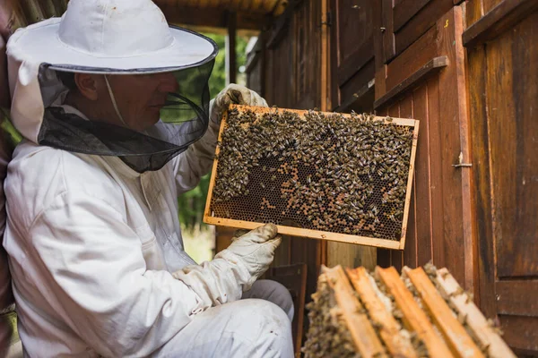 Männlicher Imker Nimmt Vorsichtig Den Honigrahmen Aus Einem Hölzernen Bienenstock — Stockfoto