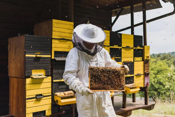 Imker Voller Schutzausrüstung Stehen Vor Bienenkästen Halten Und Inspizieren Ein — Stockfoto