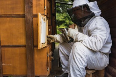 Male beekeeper doing an inspection, opening the beehive, checking brood and honey, side view. Concept of maintenance of bee colony.