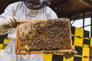 Cluster of worker honeybees laying the honeydew in a honeycomb on a wooden hive frame, macro shot.