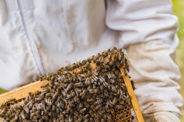 Arı kovanında çalışan koruyucu kıyafetli erkek arıcı arı sürüsü etrafında uçarken arı kovanını kontrol ediyor.
