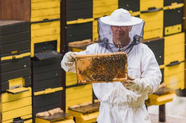 Hobby honey farmer standing in an apiary, in front of beehives, holding a wooden hive frame covered with bees and comb