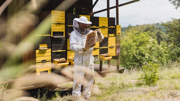 Male Beekeeper Full Protective Gear Working Apiary Checking Beehive While — Stock Photo, Image