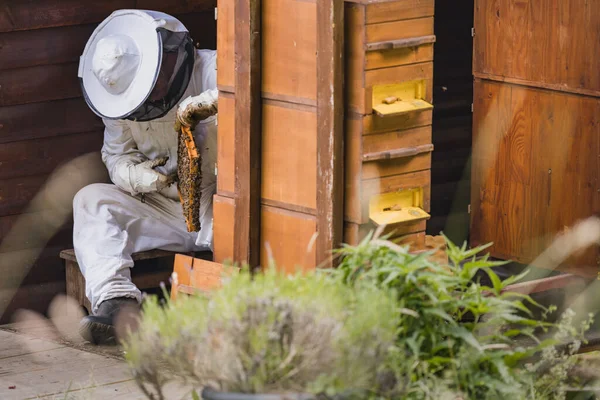 Pszczelarz Wyciągający Ula Drewnianą Ramę Plastrem Miodu Pszczołami Podczas Gdy — Zdjęcie stockowe