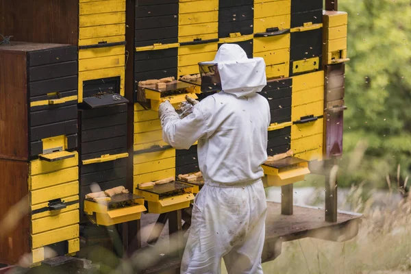 Imker Der Vor Den Bienenkästen Steht Und Den Bienenstock Überwacht — Stockfoto
