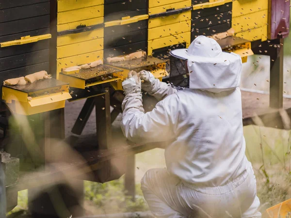 Imker Schutzanzug Mit Hut Und Schleier Umgeben Von Einem Honigbienenschwarm — Stockfoto