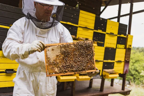 Männlicher Imker Voller Schutzausrüstung Arbeitet Einem Bienenhaus Und Kontrolliert Den — Stockfoto