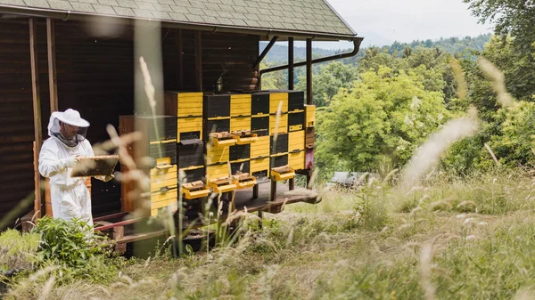 养蜂人站在蜂窝前 通过观察和检查蜂窝入口对蜂窝进行监视 — 图库照片