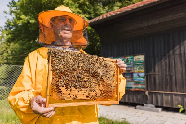 Imkerhände Die Einen Bienenstock Mit Wabe Halten Und Inspizieren Zeigen — Stockfoto