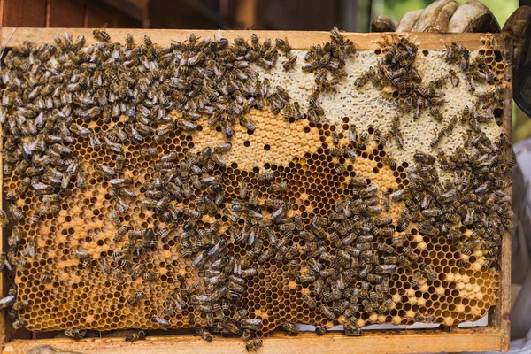 Bijenhouder Beschermende Uitrusting Met Een Houten Bijenkorf Met Werkbijen Honingraat — Stockfoto