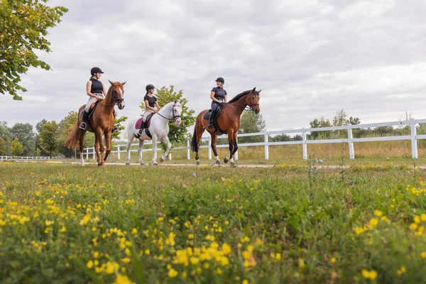 Cavaleiras Montando Belos Cavalos Longo Trilha Centro Equestre Dia Verão — Fotografia de Stock