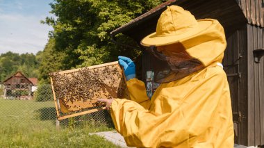 Hobby beekeepe holding a honey frame with brood and honeycomb, portrait shot. Concept of work in an apiary.