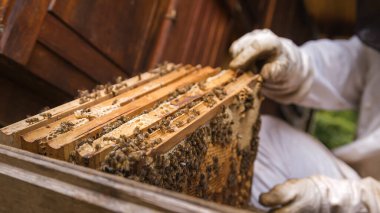 Cluster of worker honeybees laying the honeydew in a honeycomb on a wooden hive frame, macro shot.