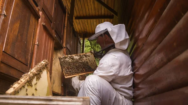 Honigbienen Auf Dem Bienenstockrahmen Mit Wabe Halter Hintergrund Arbeitet Der — Stockfoto