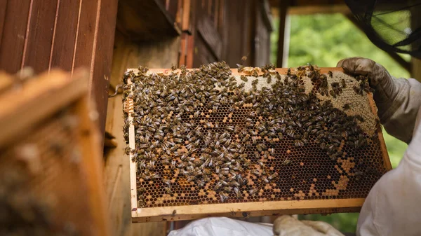 Imker Inspizieren Bienenstöcke Nehmen Bienenstöcke Sorgfältig Unter Die Lupe Und — Stockfoto