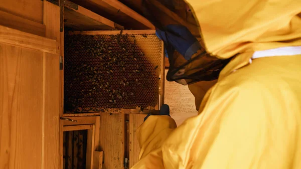Imker Legt Bei Einer Bienenstockkontrolle Holzrahmen Mit Waben Und Bienen — Stockfoto