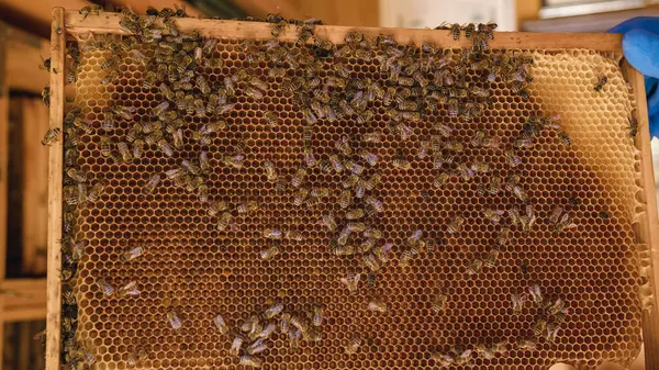 Bienenstock Mit Bienen Und Bienenwaben Teil Des Modernen Wabenbeutels Makroaufnahme — Stockfoto