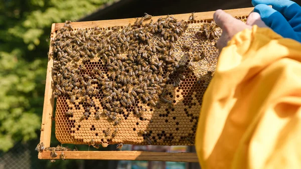 Imkerhände Die Einen Bienenstock Mit Wabe Halten Und Inspizieren Zeigen — Stockfoto