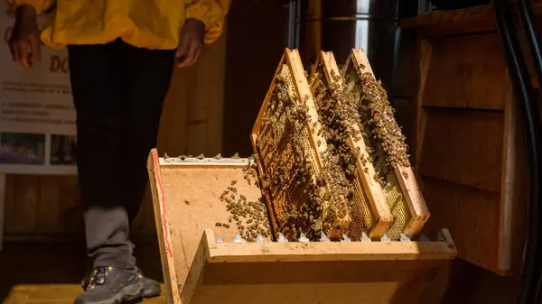 Imker Legt Bei Einer Bienenstockkontrolle Holzrahmen Mit Waben Und Bienen — Stockfoto