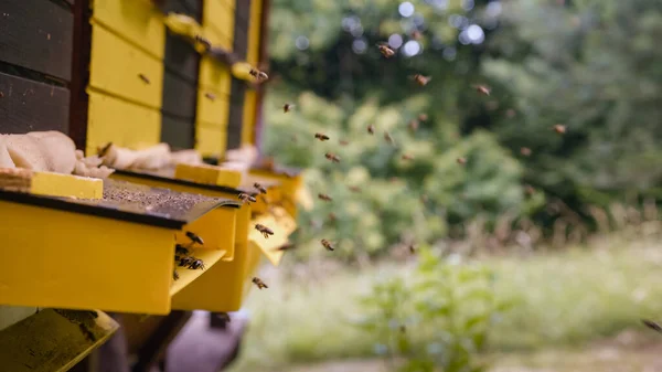 Πολυάσχολη Δραστηριότητα Μελισσών Στο Σκάφος Προσγείωσης Των Κυψελών Επιστρέφοντας Μέλισσες — Φωτογραφία Αρχείου