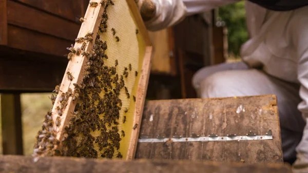 Arbeitsbienen Die Den Honigtau Einer Wabe Auf Einem Hölzernen Bienenstockrahmen — Stockfoto