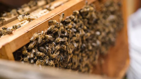 Arbeitsbienen Die Den Honigtau Einer Wabe Auf Einem Hölzernen Bienenstockrahmen — Stockfoto
