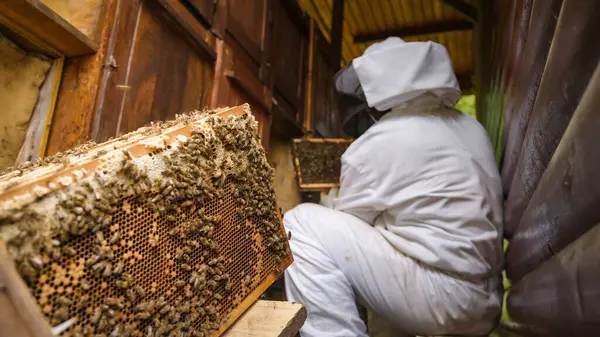 Imker Nehmen Die Hölzernen Bienenstockrahmen Aus Einem Bienenkasten Und Legen — Stockfoto