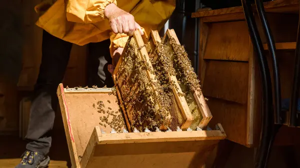 Apiarist Putting Wooden Hive Frames Honeycombs Bees Beekeeping Frame Holder — Stock fotografie