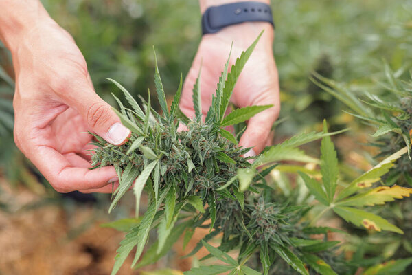 Мужские руки касаются листьев марихуаны на открытой плантации, проверяют цветы и почки на урожае, крупным планом.