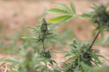 Çiftlikteki bitkisel hayatta genç yeşil kenevir bitkisi, yakın çekim. Ot büyüme konsepti.