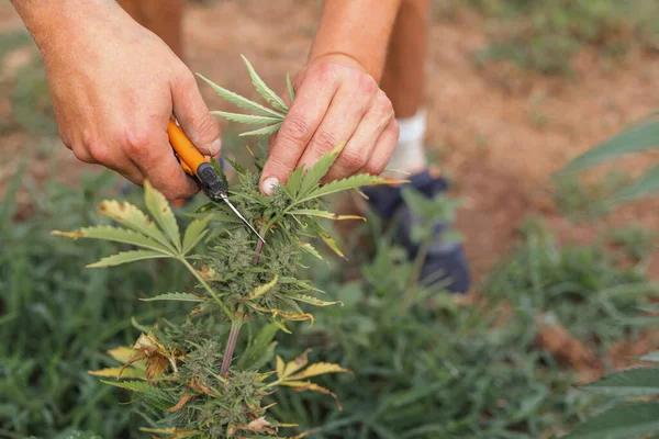 Manos Masculinas Cosechando Cultivos Malezas Cortando Brotes Flores Plantas Cannabis — Foto de Stock
