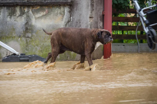 Dog at floods in the city streets after heavy rain. Severe weather disaster.