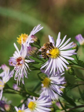 Bal arısı doğadaki çiçekten bal topluyor.