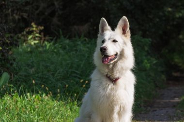 Şirin Beyaz İsviçre Çoban Köpeği Yeşil bir çayırda açık hava portresi