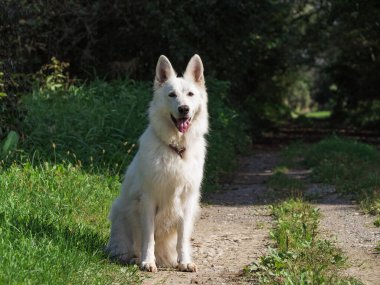 Şirin Beyaz İsviçre Çoban Köpeği Yeşil bir çayırda açık hava portresi