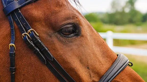 Chestnut horse head with black leather halter and beautiful eye with long eyelashes, close up. Animal beauty concept.