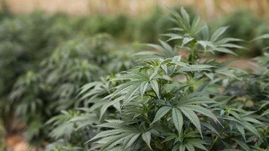 Tarlada, arka planda güzel dağlar olan tarlada marihuana yetiştiriyorum. Gerilla yetiştirme konsepti.