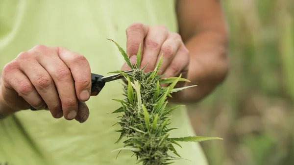 Manliga Händer Skördar Ogräs Gröda Skär Blomknoppar Från Cannabis Växt Stockbild