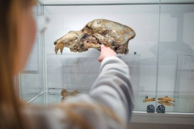 Doğal tarih müzesi ziyareti sırasında sergide sergilenen hayvan iskeletleri ve kafataslarını gözlemleyen meraklı öğrenci kız..