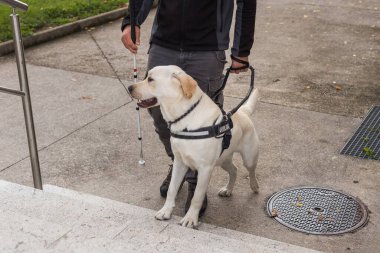 Rehber köpek kör sahibine yardım ediyor, görme engelli adama, yukarı çıkması için. Görme köpekleri ve taşınabilirlik yardımı kavramları.