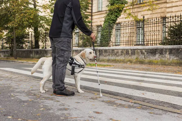 Blind pedestrian carrying a white cane and walking with a guide dog, crossing a street. Concepts of assistance dogs and foot traffic.