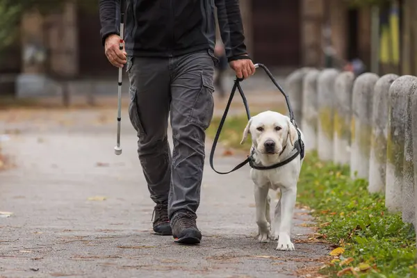 Blind man with a white cane walking in the city park with his guide dog, on the autumn day. Independence and disability concepts.