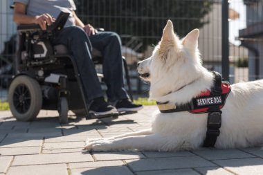 Evinin bahçesinde elektrikli sandalyede hizmet köpeği olan engelli bir adam..