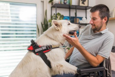 Eğitimli servis köpeği, tekerlekli sandalyedeki sahibinin verdiği bir emre cevap veriyor. Düşen uzaktan kumandayı alıyor..
