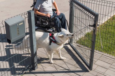 Eğitimli hizmet köpeği elektrikli sandalyedeki erkek sahibine kapı açıp kapatıyor. Kapı kolu için halat çekerek..
