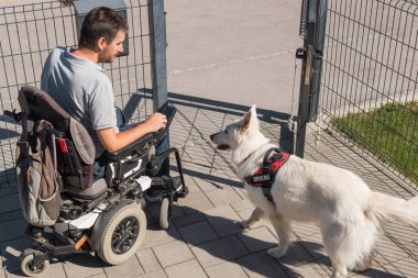 Tekerlekli sandalyedeki sahibinin talimatlarına uyan eğitimli bir servis köpeği bahçe kapısını kapatıyor. Hareket bozukluğu insanların yardım kavramını engeller.